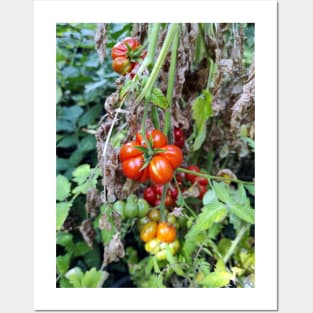 A toothed tomato Posters and Art